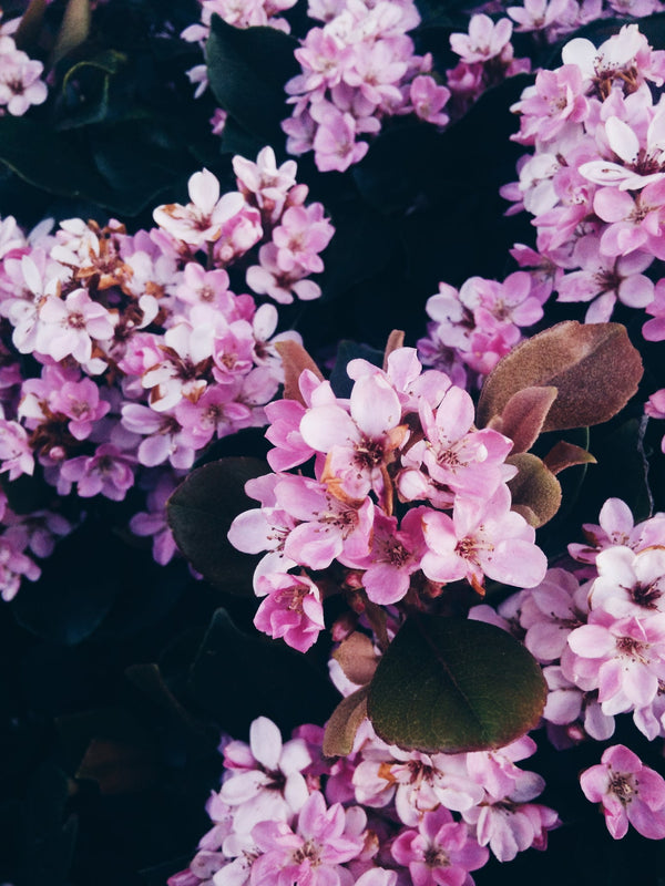 Floral