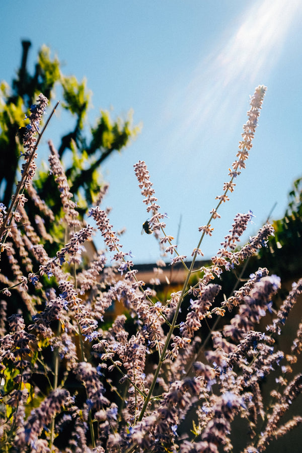 Summer Scents