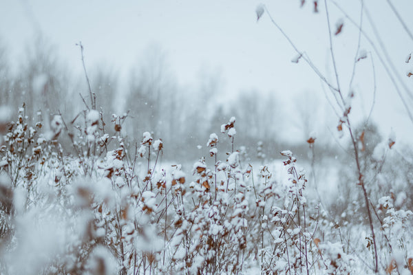 Winter Wonders