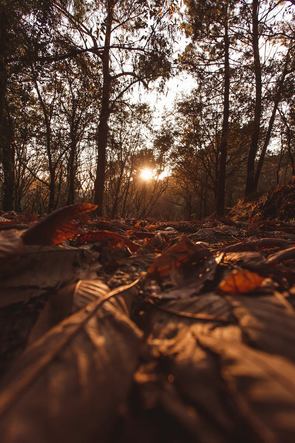 Autumn Aromas